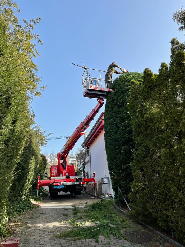 Frisch geschnittene Hecke entlang eines Weges